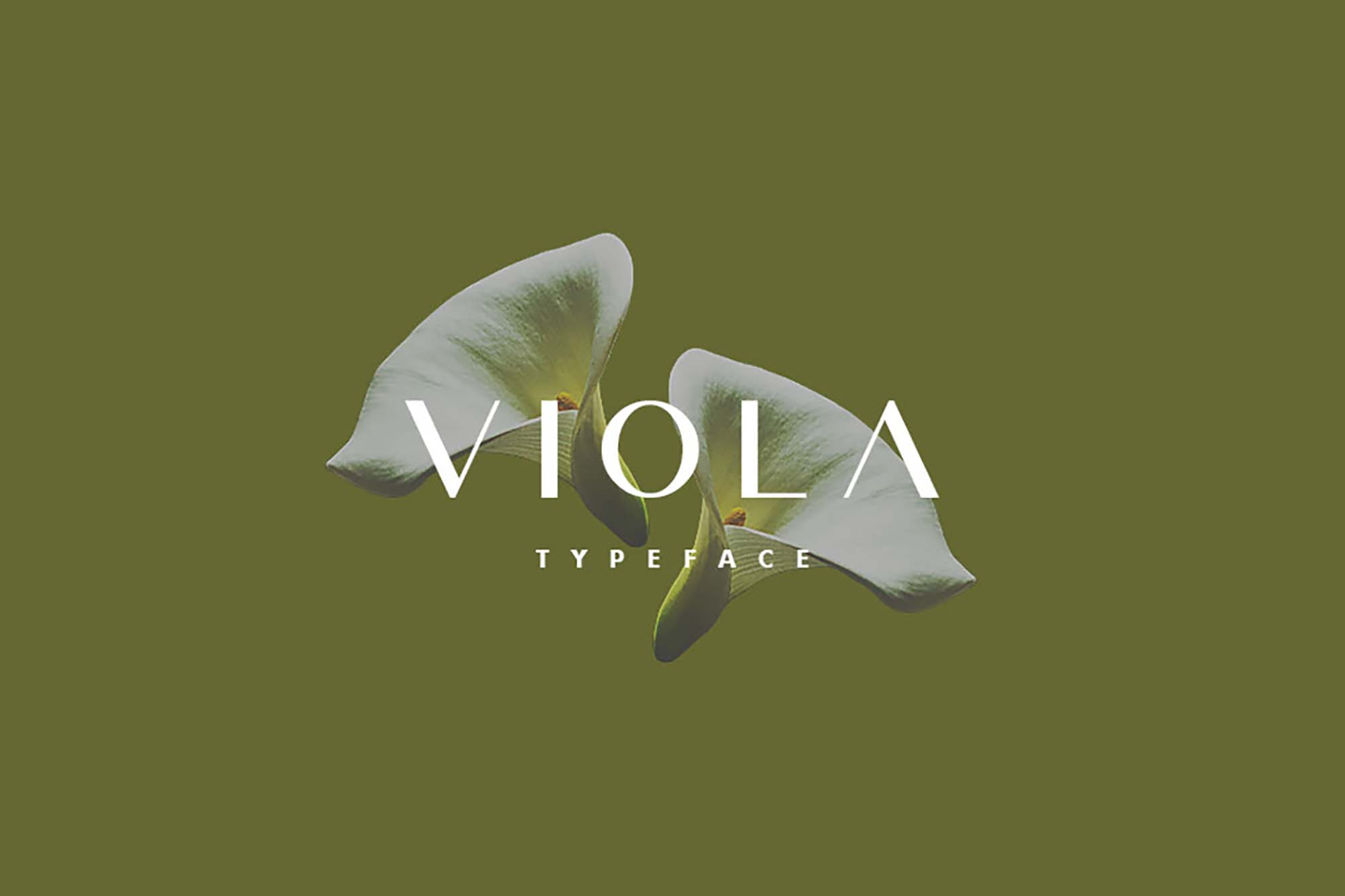 Viola Sans Serif Typeface